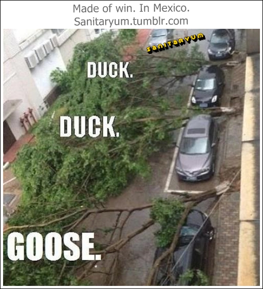 duck-duck-goose.jpg?w=584